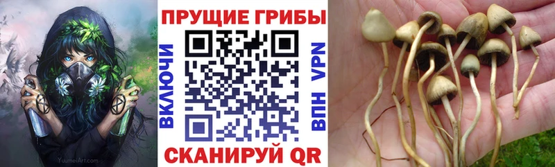 Псилоцибиновые грибы ЛСД  Завитинск 